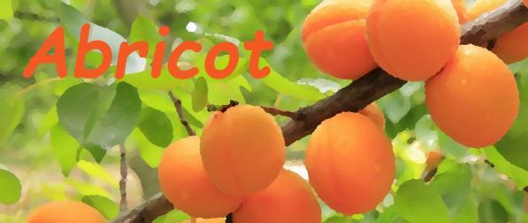 Abricot 1